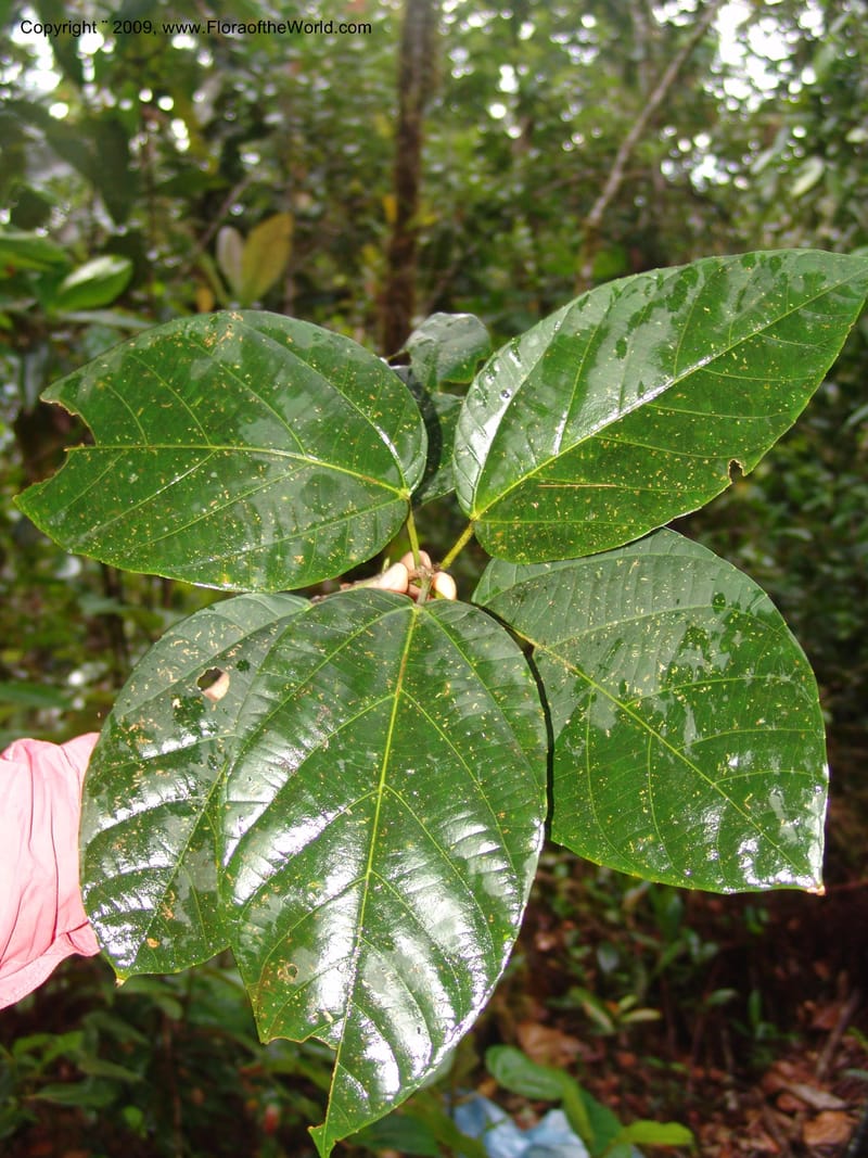 Alchornea, DNeill15916--Ecuador. Prv. Zam. Ch. C del Condor. Wawaime plot. 22 Sep 07. 474.jpg
