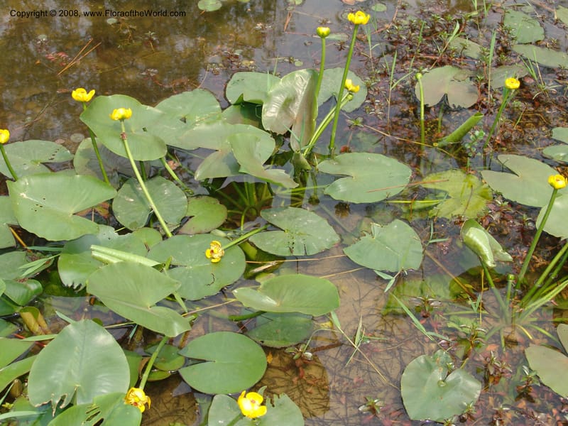 Nuphar pumila--China. Hubei. Wuhan Botanical Garden. 20 Apr 07. 134.jpg