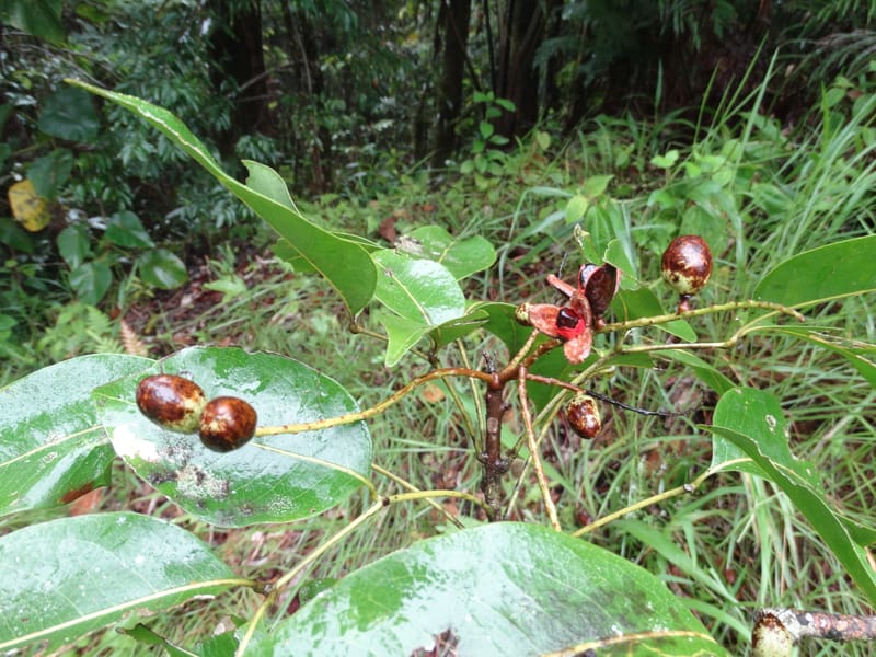 Lepidocupaniopsis concolor, Munzinger, J 7390--Fiji. Across the road from Waisali RF. 8 Nov 2015. DSC00330 (281).JPG