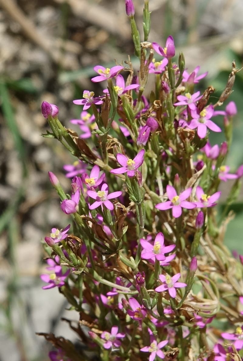Centaurium pulchellum, Fortunato 13214--Argentina. Pedernal, Hwy 153. 10 Feb 2018. DSC00169 (41).JPG