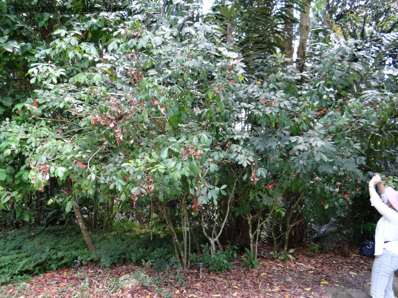 Quassia amara--Australia. Queensland. Cairns B. G. DSC09035 (110).JPG