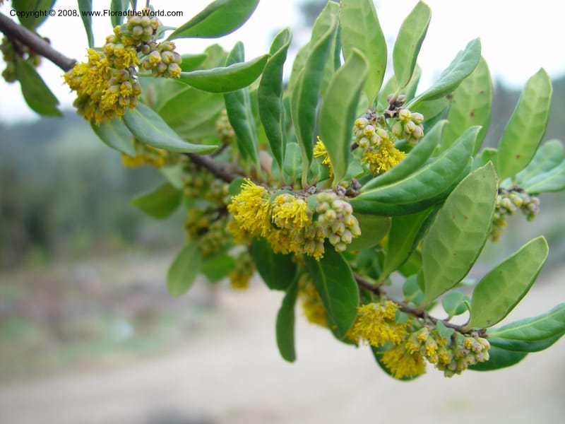 Azara petiolaris. 91.1083--CA. UC Berkeley Bot. Gard. 11 Feb 03. 118.jpg