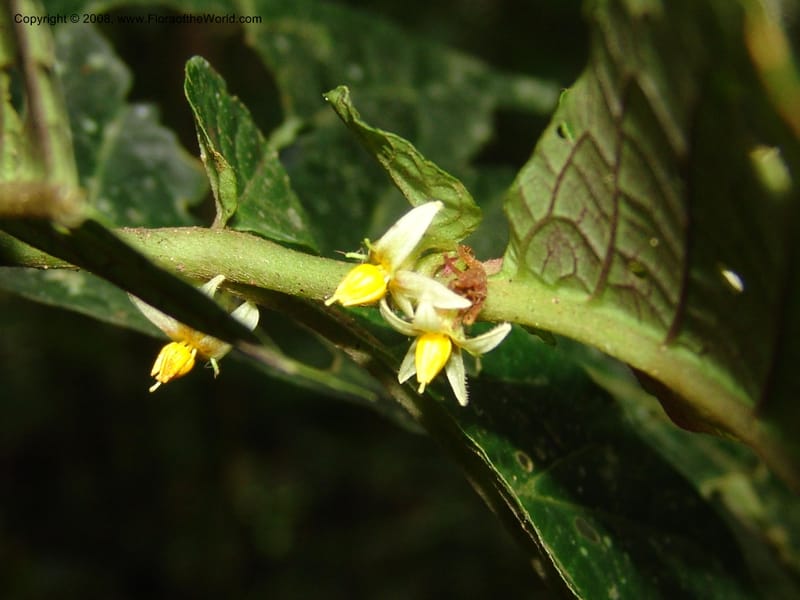 Solanum, RVasquez33035--Peru. Pillcopata. Qbda Sachavacayoc. 29 Oct 07. 176.jpg