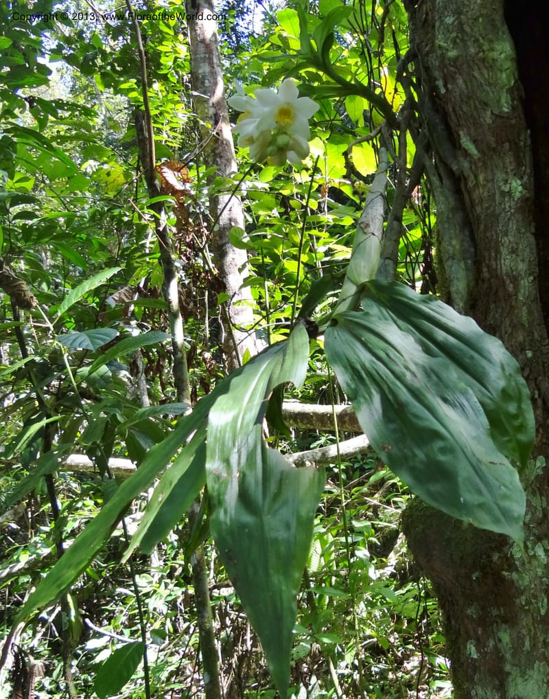 Chysis bractescens, Martinez-Melendez, M 422--Mexico, Chiapas, Palenque-Ocosingo 17 Feb 2012  3153 (11).JPG