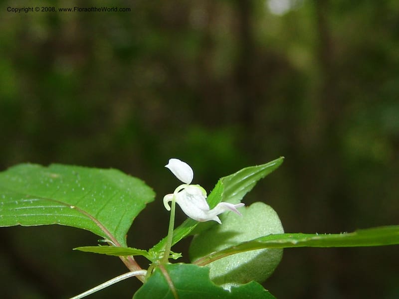 Impatiens, Z.Rogers842--Madag. Prov. Tuliar. Parc Nat. Zombitse.  13 Jan 06. 174.jpg