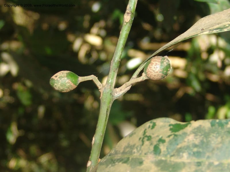 Xymalos monospora--So.Africa. Mpumal. Moodie Mts.  18 Mch 05. 359.jpg