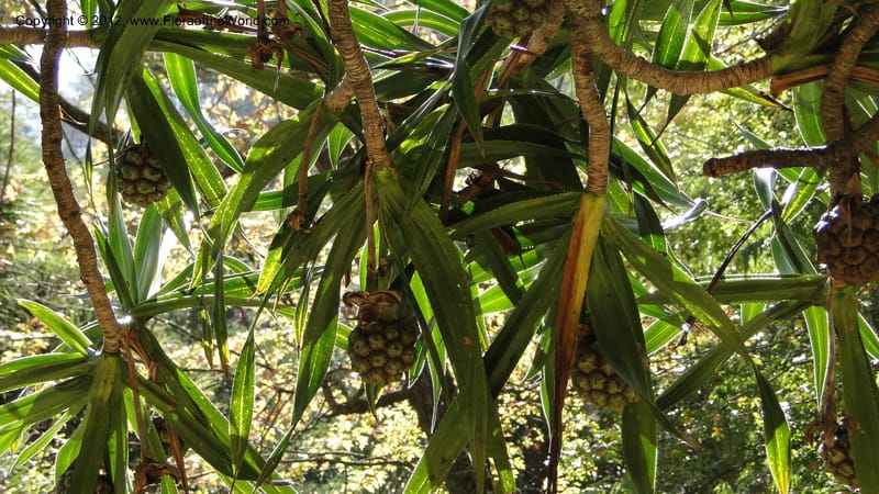 Pandanus vandamii--Madagascar. Tsimbazaza. 30 April 2010 002 (8).jpg