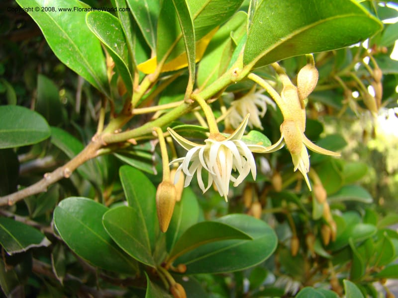 Mimusops obovata--Australia. Royal Botanic Garden, Melbourne. 19-20 Mch 08. 162.jpg