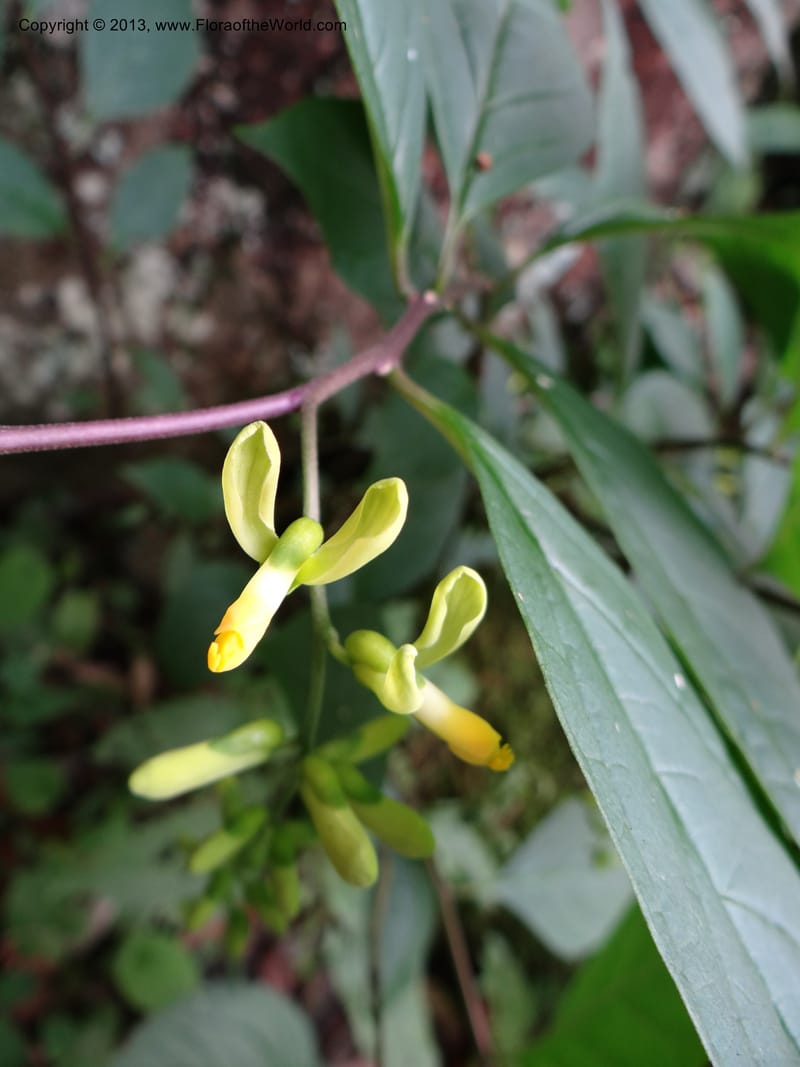 Polygala arillata, Davidson, C 12045--China. Anhui Prov. Huang Shan. 8 Jun 2012. DSC02684 (10).JPG