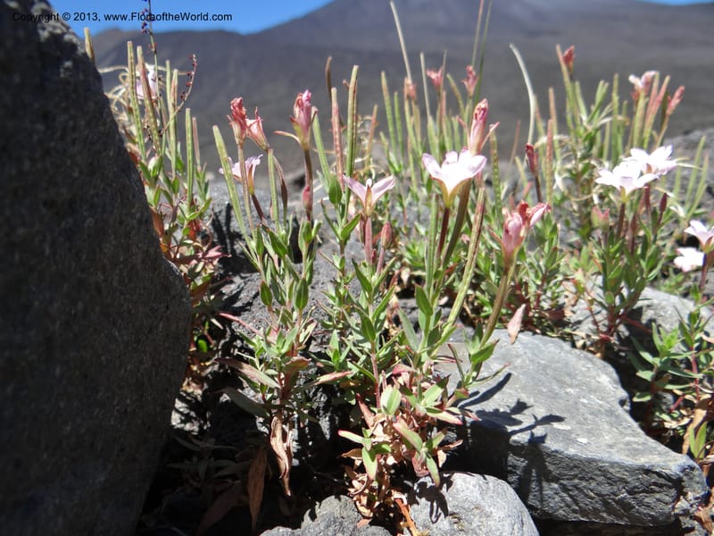 Epilobium, WDS 34141--Chile. P.N. Laguna del Laja. Ski lodge. 18 Feb 2013. DSC01783 (7).JPG