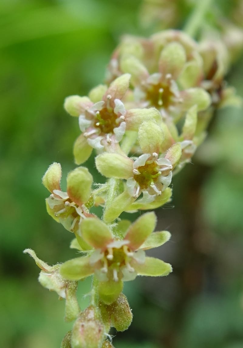 Ribes japonicum--Japan. Niigata. Sasagamine. Yu Memidaira. Forest Therapy Trail. 28 May 2016. DSC04970 (143).JPG