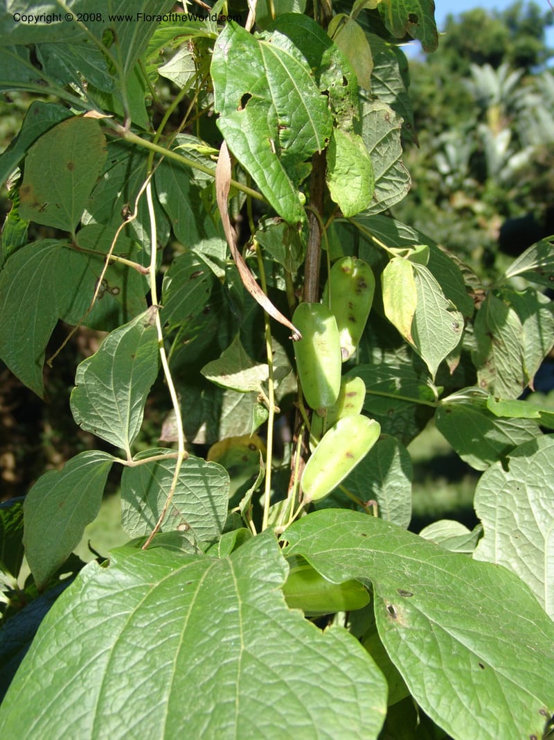 Dioscorea--So.Africa. KZN. Scottburgh, S of Durban. 12 Mch 05. 020.jpg