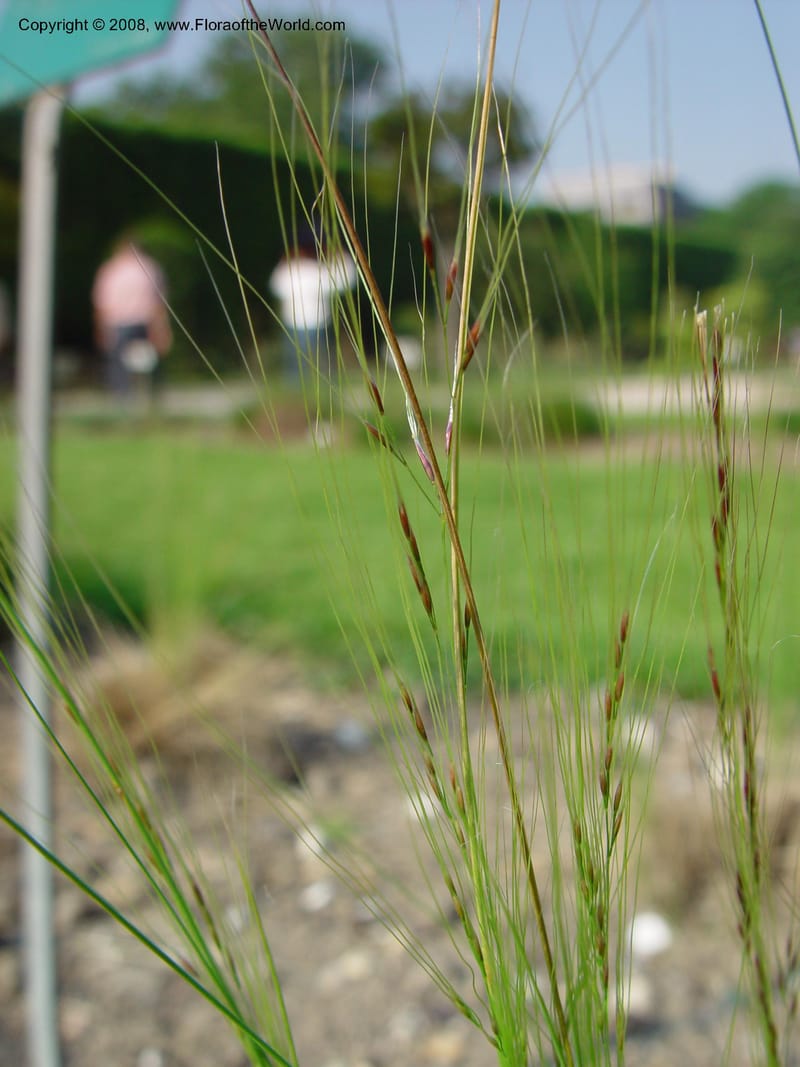 Stipa tenuifolia--France. Paris. Jardin des Plantes. 29 May 03. 063.jpg