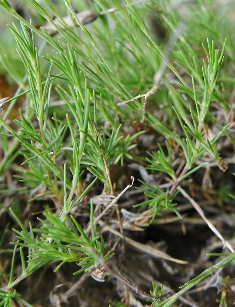 Minuartia laricifolia, Callmander, M 1295-- Switzerland. Hwy 9 to Simplon. Ganterbrucke. 2 Jul 2016. DSC08156 (207).JPG