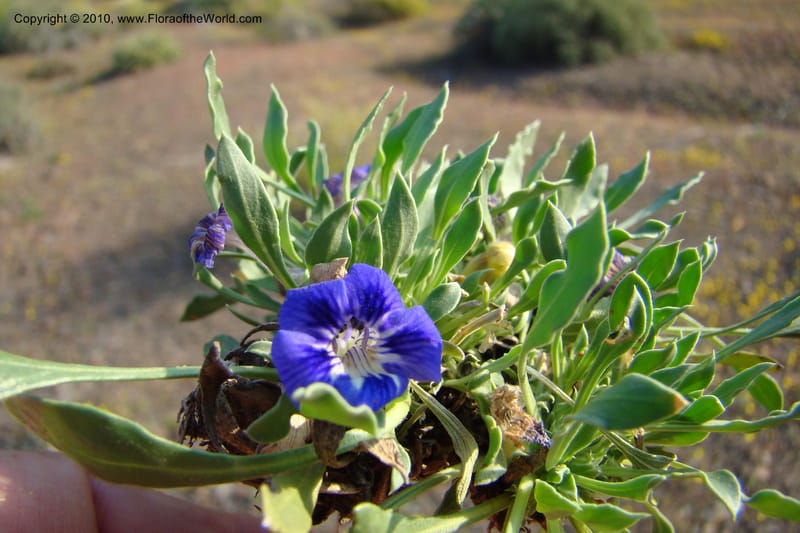 Aptosimum indivisum, C. Davidson 11551--South Africa. Northern Cape. Toward Gannabos. 25 Aug 09. 010 (6).jpg