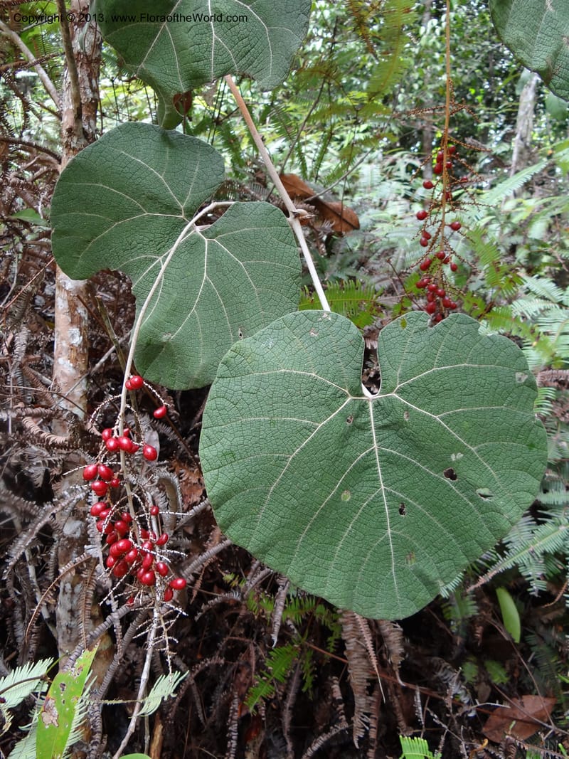 Ampelocissus, SAN.153249--Malaysia, Sabah. Tawai For. Res. 9 Apr 2012. DSC07890 (128).JPG