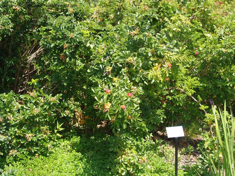 Rosa rugosa--CA. Quarryhill Bot. Garden, Glen Ellen. 1 Jun 07. 074.jpg