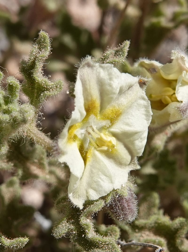 Chamaesaracha sordida, C. Davidson 13996--AZ. Cochise Co. Geronimo Trail Rd. 10 Apr 2019. DSC07357 (31).JPG