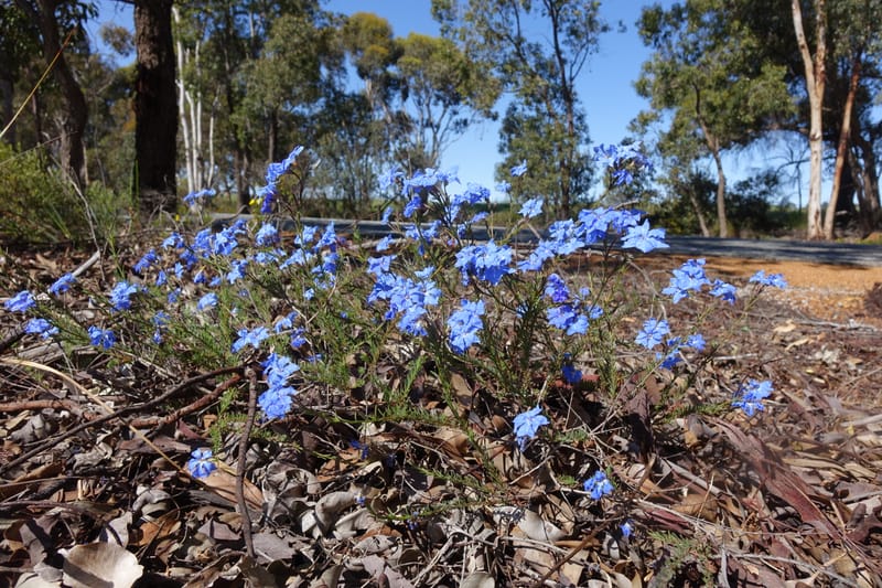 Lechenaultia biloba, not collected--Australia. W.A. Flora Rd. 22 Oct 2016. DSC03739 (77).JPG