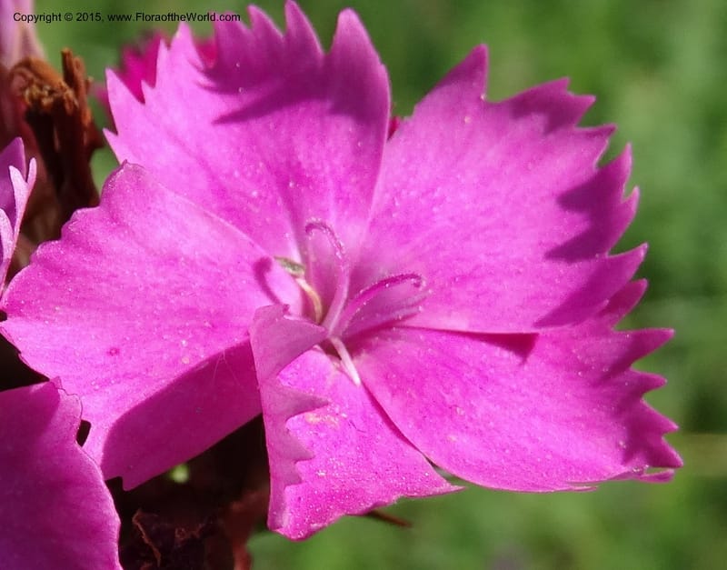 Dianthus subulosus, Davidson, C 12451--Georgia (Caucasus). Shio Mgvime. 7 Jun 2014. DSC07779 (324).JPG