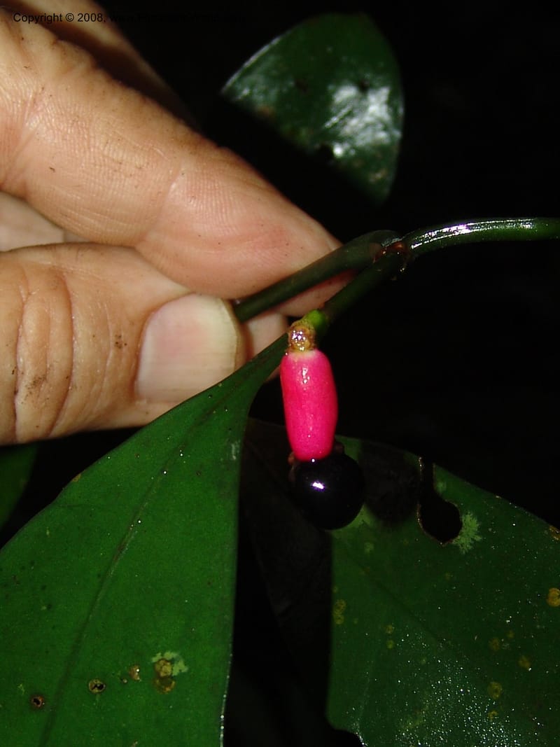 Chazaliella, MLeal1013--Gabon. Prov. Estuaire. Mondah For., Cap. Esterias. 11 Apr 06. 237.jpg