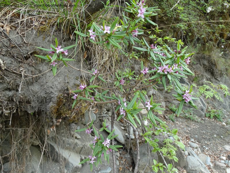 Daphne, Boufford, D 43616--China. Sichuan. ShaShiDuo. 8 May 2014. DSC04232 (20).JPG
