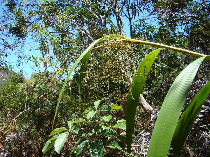 Joinvillea, JMunzinger4656--N.Caled. Dumbea Dam in Dumbea Riv, S of Noumea. 11 Nov 07. 089.jpg