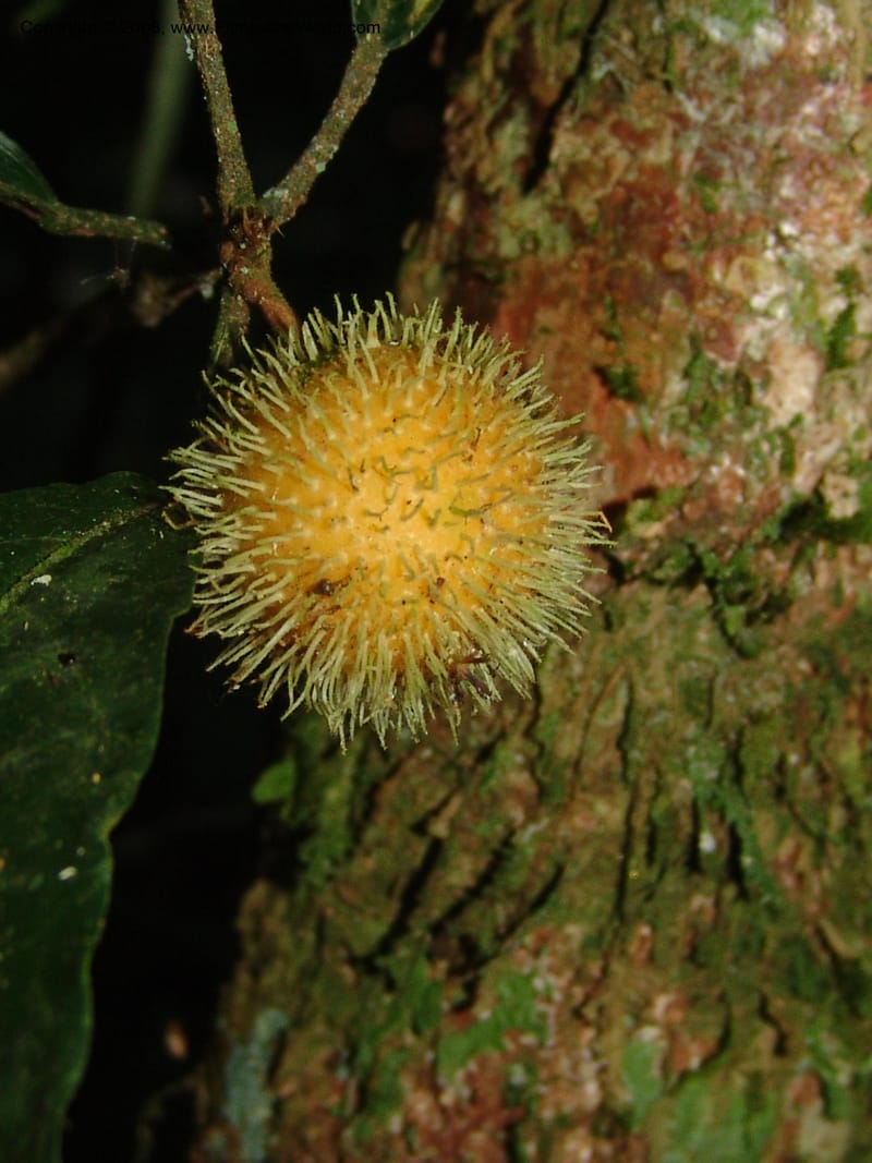 Mayna odorata, AAraujoM1552--Bolivia. Pq. Nac. Madidi. Chalalan. Sendero Wichi. 25 Nov 04. 063.jpg