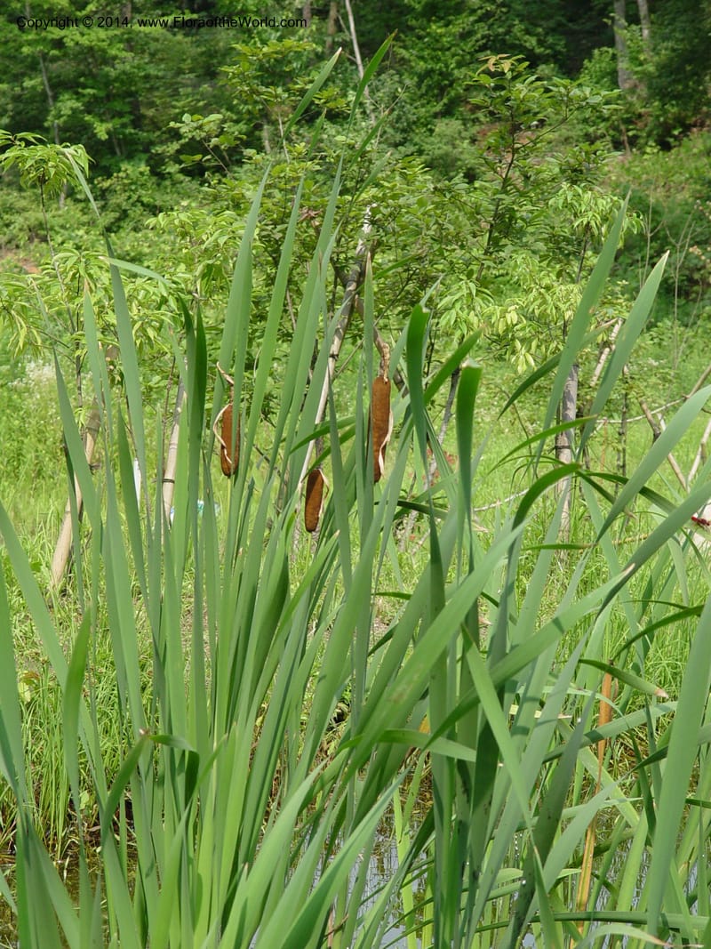 Typha latifolia--Japan. Toyota. Foresta Hills. CD16 Jul 03. 012 (1).jpg