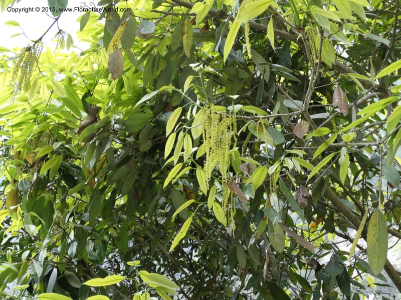Quercus, Boufford, D 43691--China. Sichuan. LongDongZhen on Rd. to LeiYuan Shan. 13 May 2014. DSC05860 (141).JPG