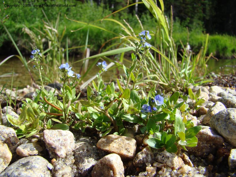 Veronica serpyllifolia ssp humifusa, CDavidson11275--ID. Idaho Co. Warren Wagon Rd., Sesesh Cr. 24 Aug 08. 056.jpg