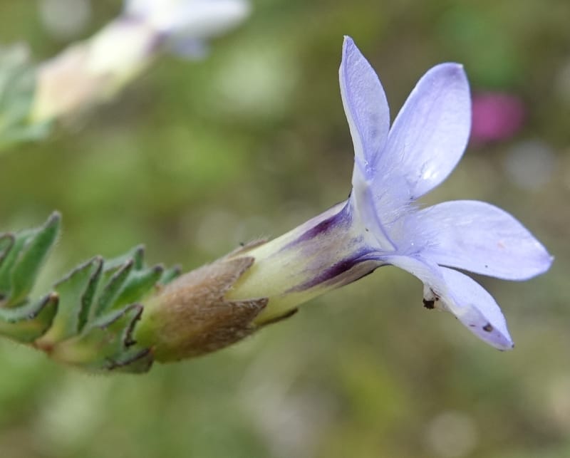 Cyananthus incanus, D. Boufford 44022--China. Sichuan. Daocheng Xian. 14 Aug 2017. DSC05676 (214).JPG