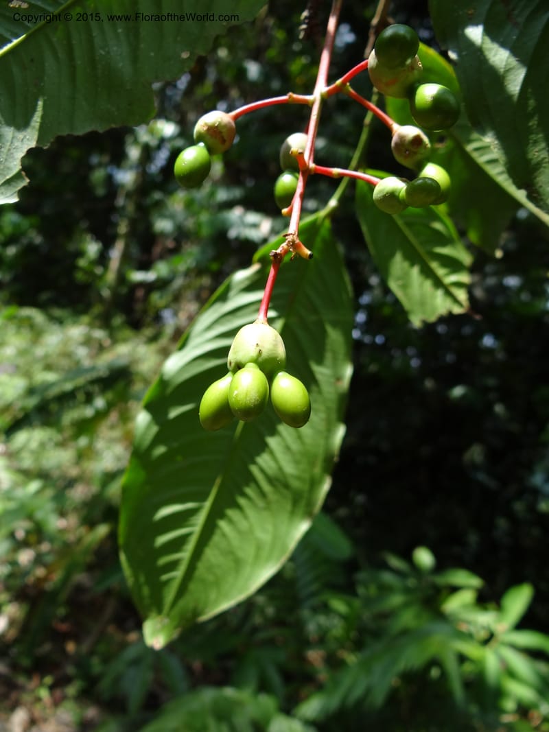 Ouratea, Hammel 26102--Costa Rica. Road into Ranchos Tinamu. 3 Mar 2012. DSC03548 (57).JPG