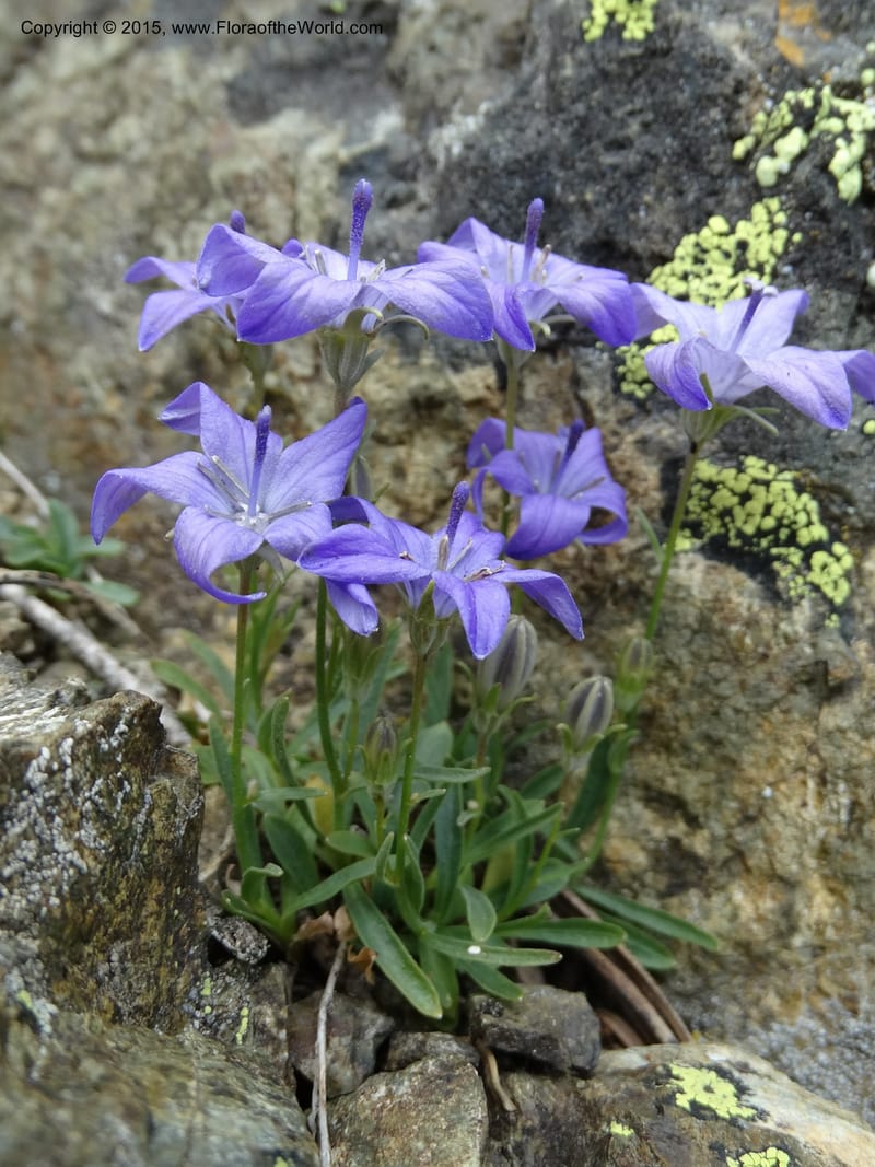Campanula, Davidson, C 12592B--ID. Idaho Co. Seven Devils Camp Ground. 15 Jul 2014. DSC00113 (165).JPG