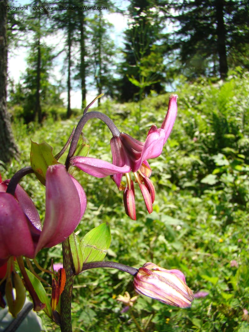 Lilium martagon, CDavidson11254--Slovenia. Gorenska Reg. Velika Planina. 6 Jul 08. 139.jpg