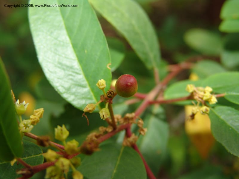 Rhamnus rubra ssp obtusissima, 83.1245--CA. UC Berkeley Bot. Garden. 31 May 07. 624.jpg