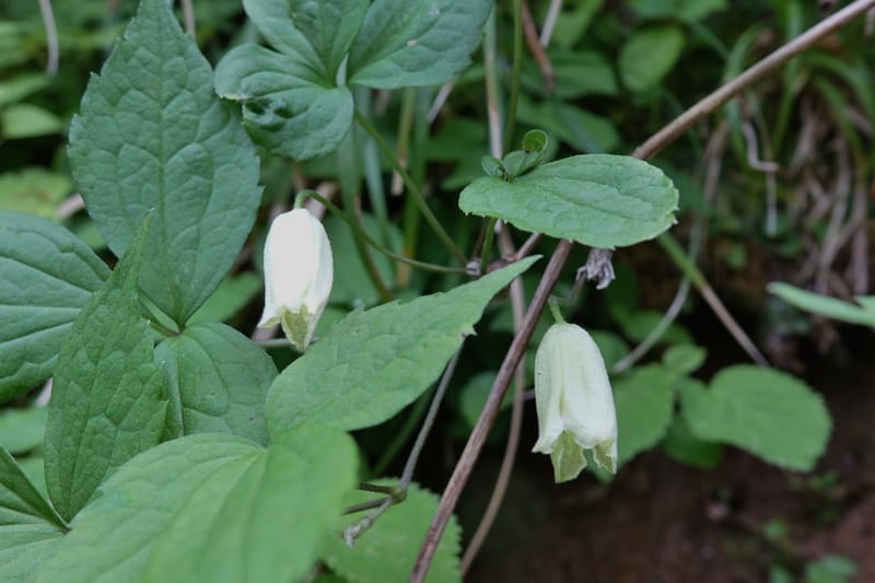 Clematis--Japan. Niigata. Miyoko-Togakushi N. P. Tsubame. 25 May 2016. DSC04209 (131).JPG