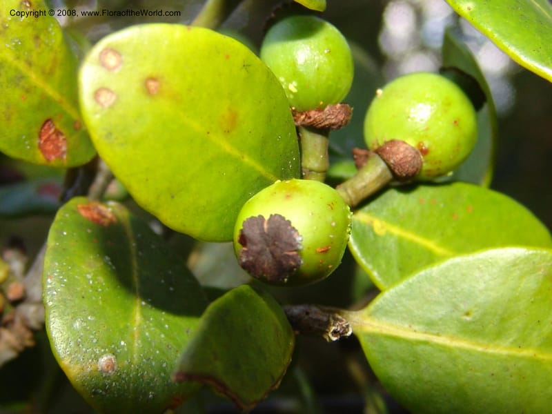 Garcinia, ZRogers1204--Madag. Anjozorobe, Aire Protegee, E Antsahabe. 17 Nov 06. 295.jpg