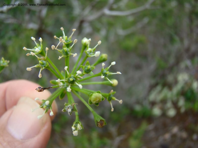 Myodocarpus crassifolius, not coll.--New Caledonia. Pl des Lacs. Ca. Grand Lac. 21 Jan 2010. 293 (259).jpg