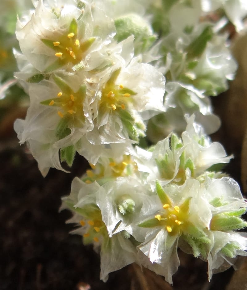 Paronychia kurdica--Iraq. Kurdistan. Shakh-i-Pira Magrun. 24 May 2013. DSC05074 (129).JPG