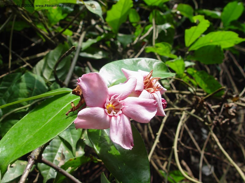 Strophanthus--Ghana. Kakum Nat. Park. 12 Dec 03. 161.jpg
