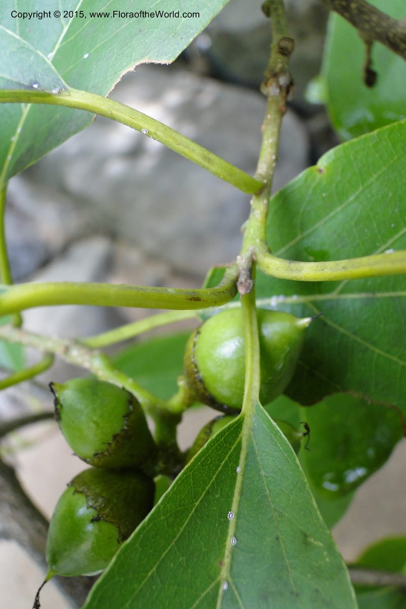 Diospyros, Regalado, Ja 1986--Viet Nam. Nui Baden Temple. 16 May 2011. 022 (3).jpg