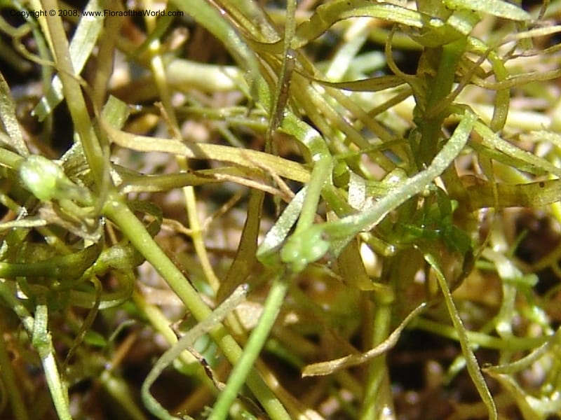 Callitriche heterophylla Pursh, CDavidson11094--ID. Idaho Co. Dredge ponds W of Warren. 8 Jul 07. 030.jpg
