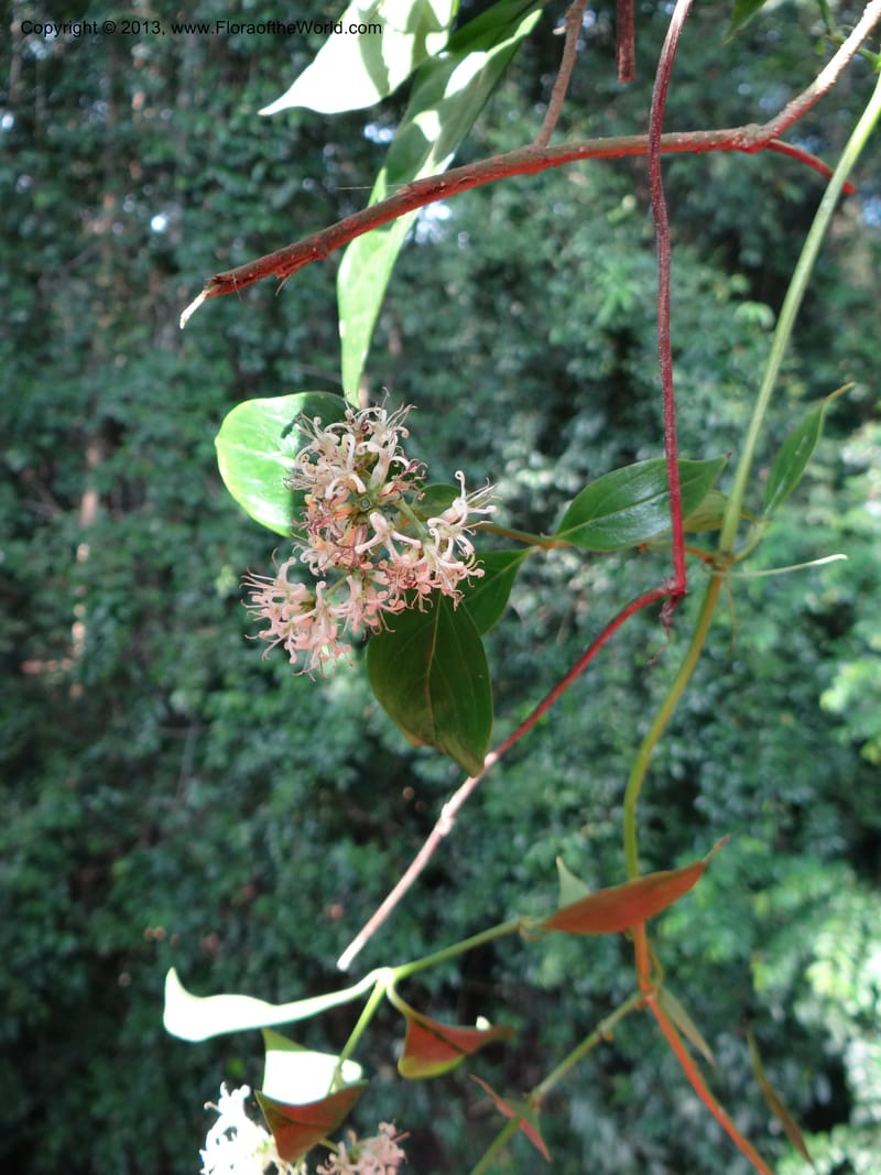 Hedyotis, VC 5667--Thailand. Trang. Peninsula Bot. Gard. Thungkhai. 17 Nov 2012. DSC00231 (5).JPG