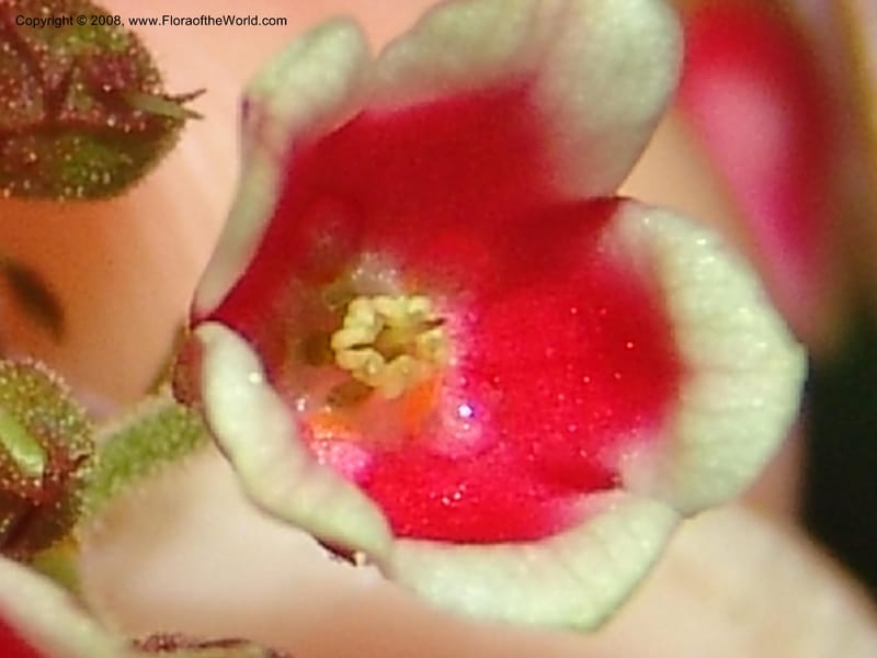 Parathesis--CA. San Francisco Botanical Garden (Strybing Arb.). 30 Mch 06. 188.jpg
