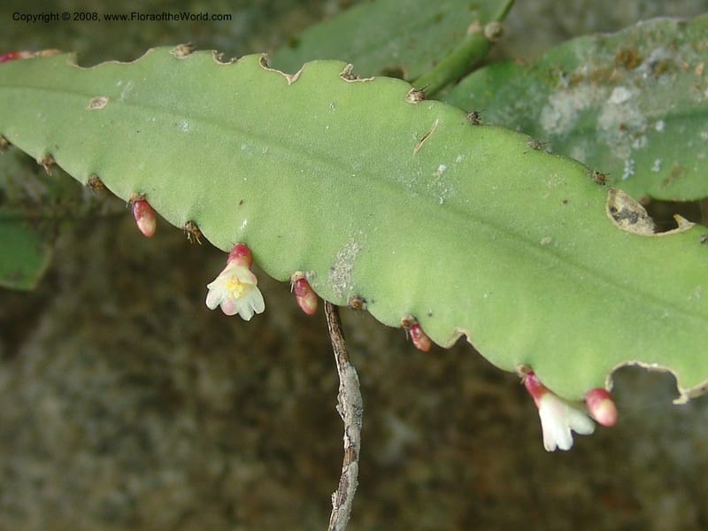 Disocactus--Peru. Edo. Cuzco. Jard. Bot. at Machu Picchu. 27 Oct 05. 159.jpg
