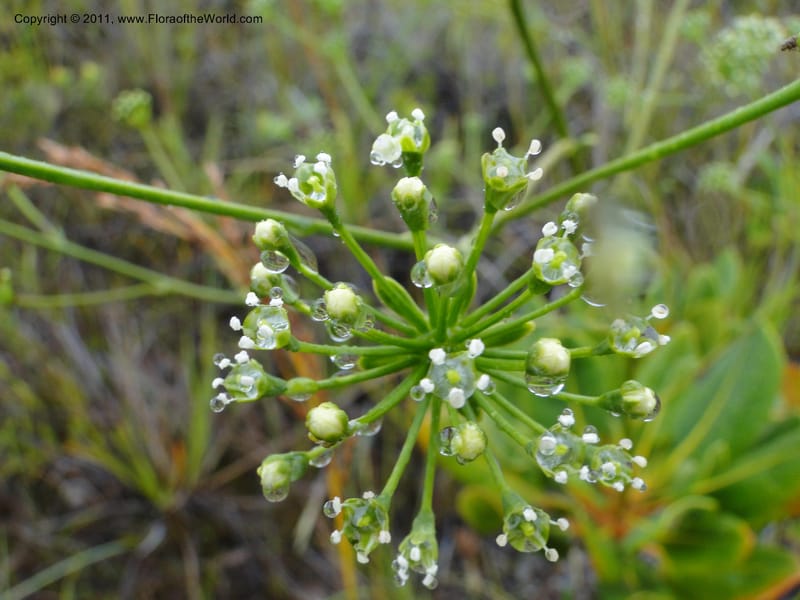 Myodocarpus, P. Lowry 7188--New Caledonia. Plaine des Lacs. NW of Grand Lac. 21 Jan 2010.1580 (13).JPG