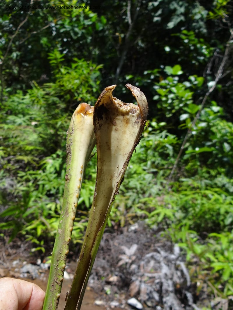 Pandanus pugnax, Callmander 1035--Malaysia, Sabah. Meliau Range. Ulu Tongod For. Res. 8 Apr 2012. DSC07780 (33).JPG
