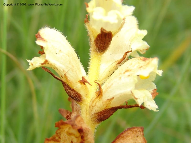 Orobanche--Georgia. Gori Upland, Gareji Steppe. Near salty lake. 9  Jun 05. 237.jpg