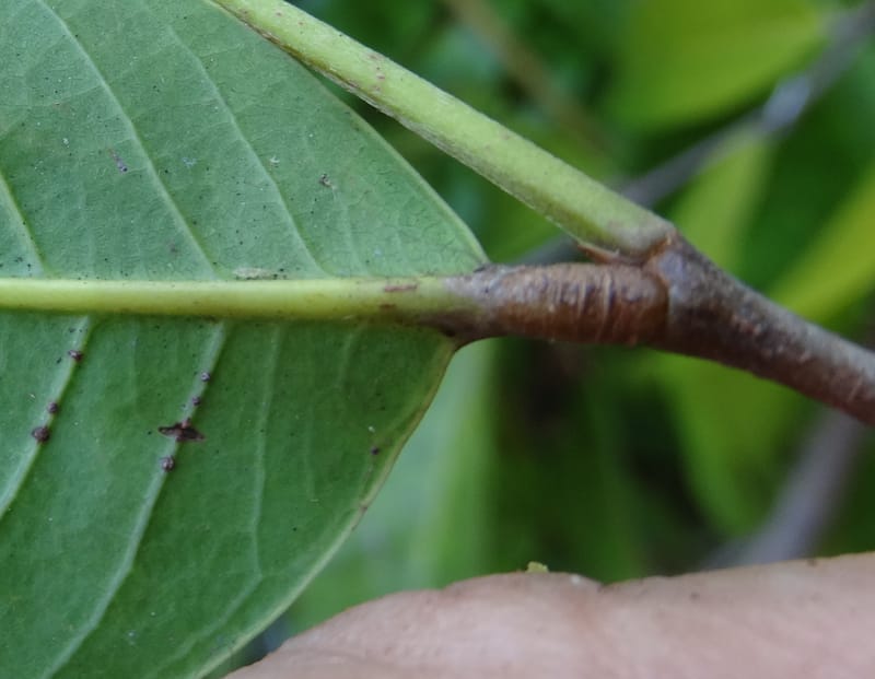 Atuna racemosa, Munzinger, J 7370--Fiji. Wailevu Rd. 6 Nov 2015. FDSC09813 (12).JPG